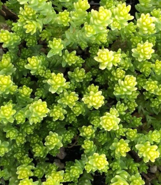 Sedum acre 'Aureum'